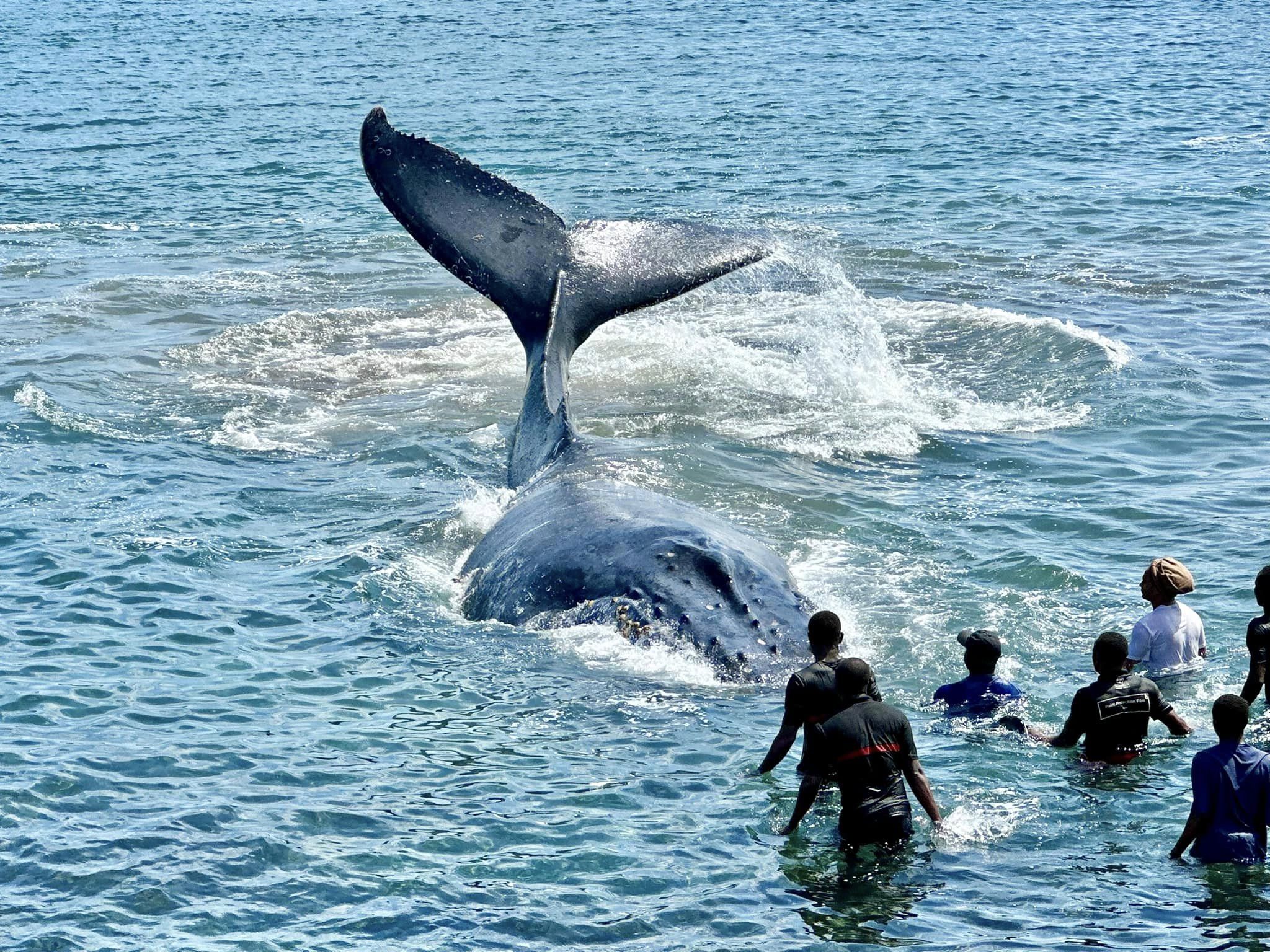image Une baleine échouée au large des côtes de Kalaweni